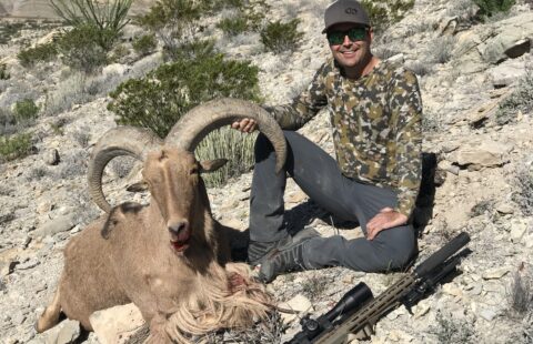 aoudad hunt west Texas